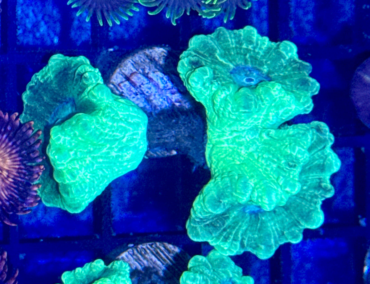 Kryptonite Candy Cane Frag