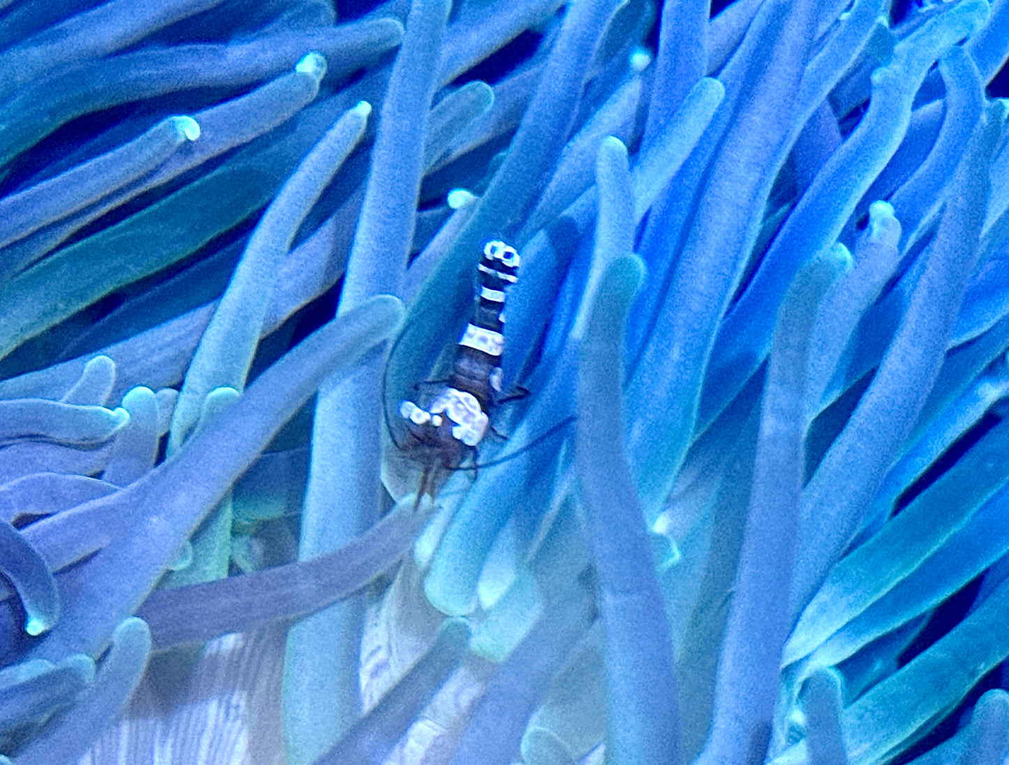 Sexy Shrimp