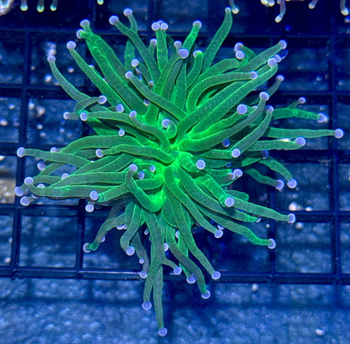 Torch Frag