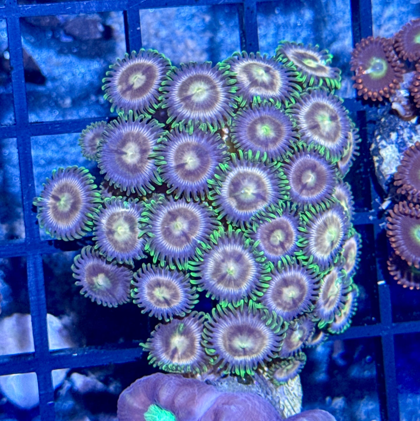 Zoa Frag