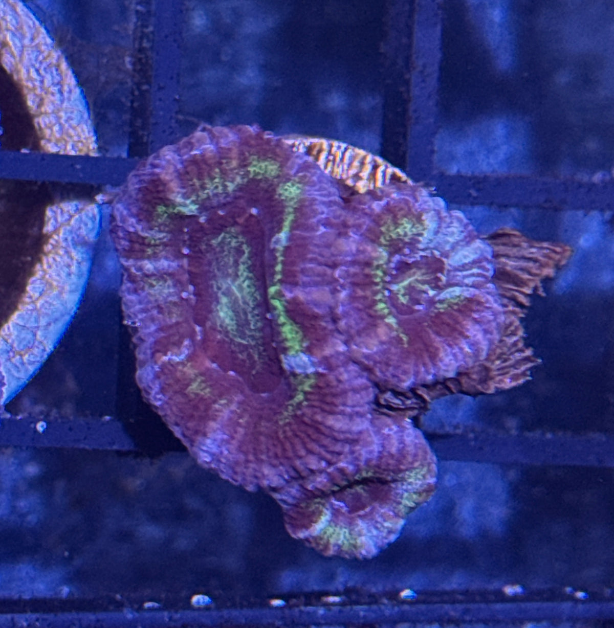Acan Frag