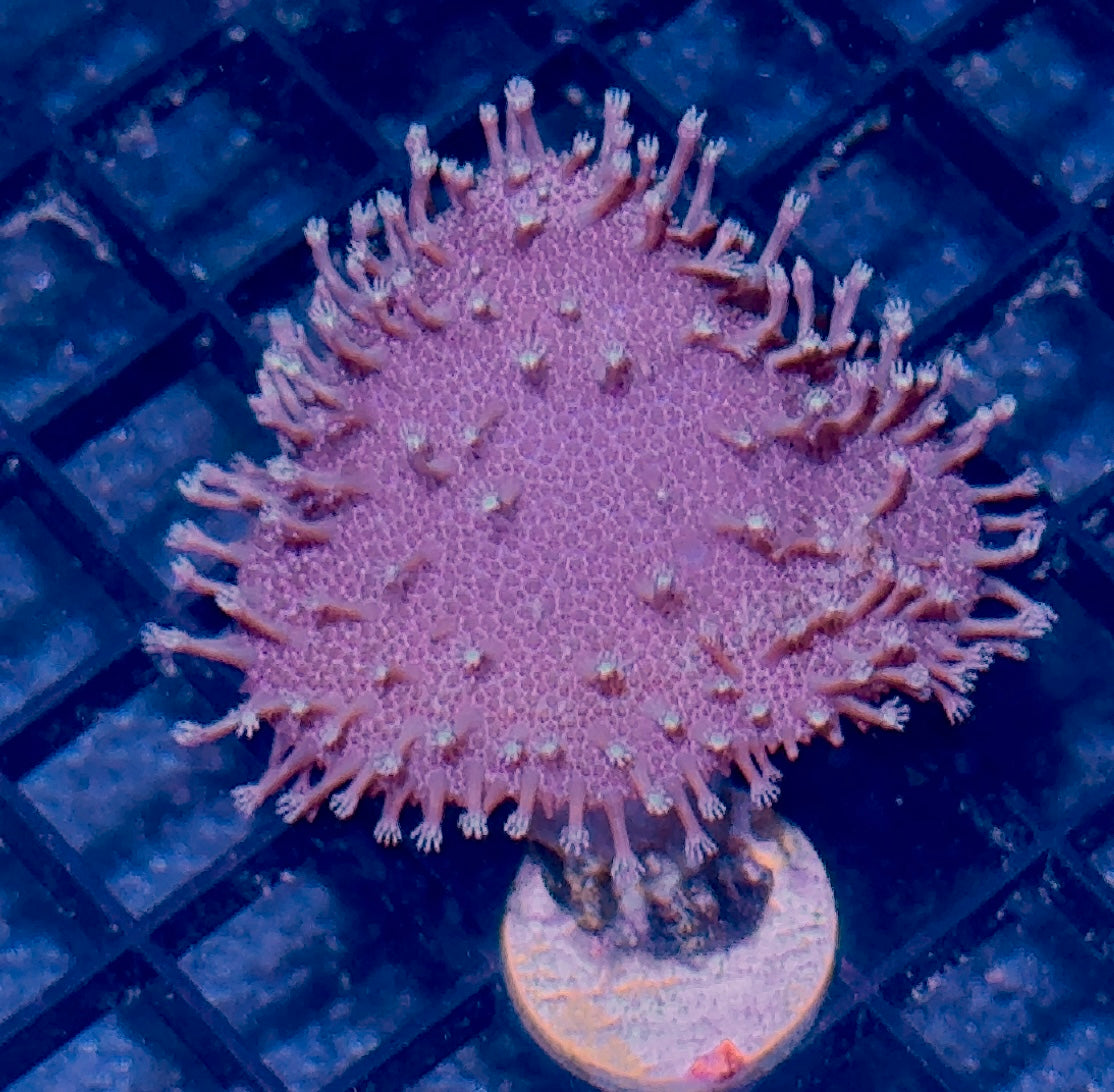 Toadstool Leather Frag