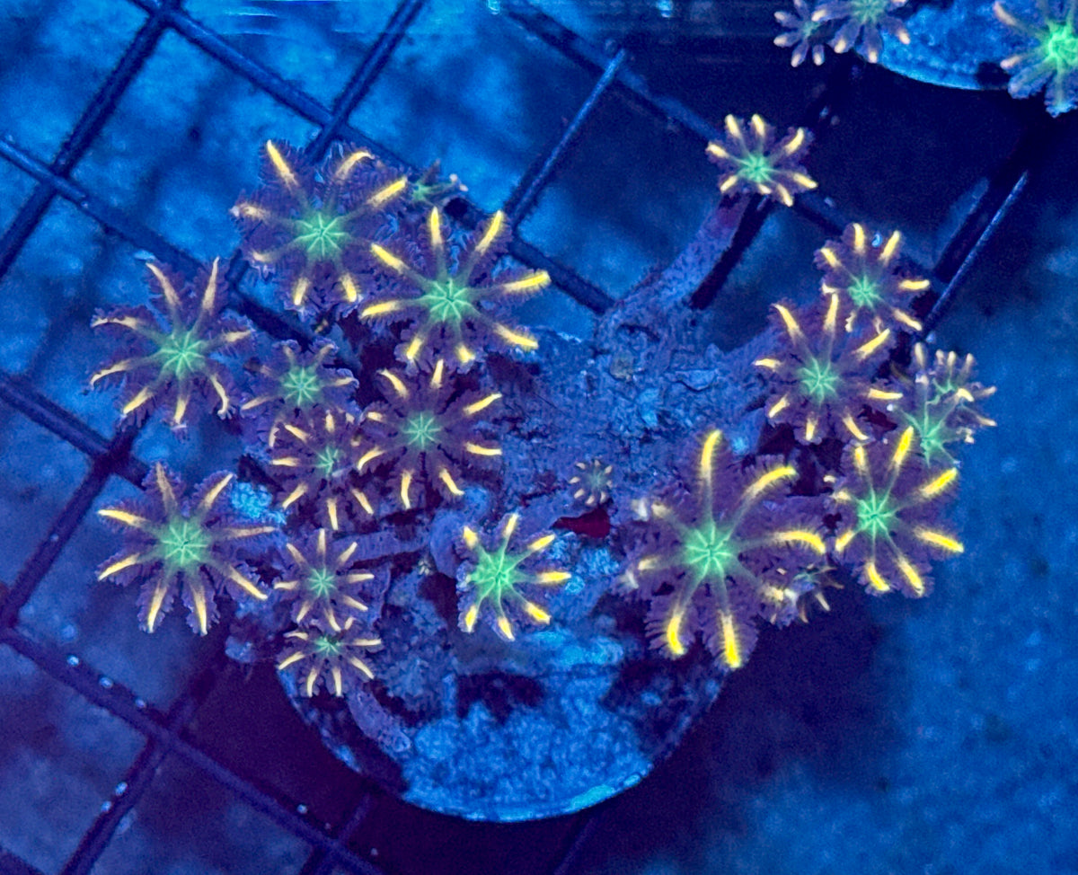 Firework Clove Polyp