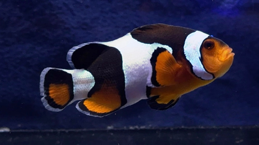 Rescue Clown