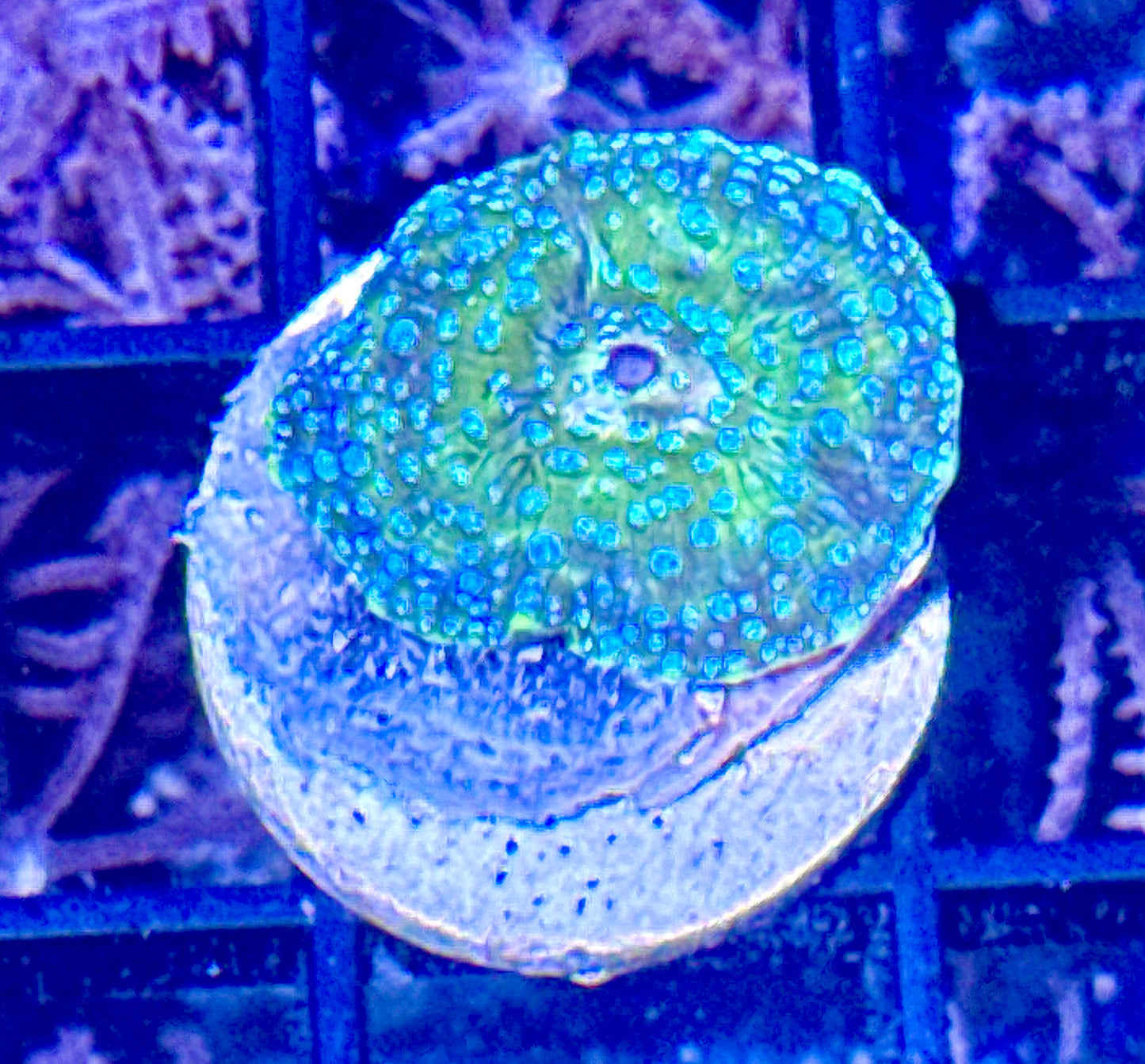 Disco Mushroom Frag