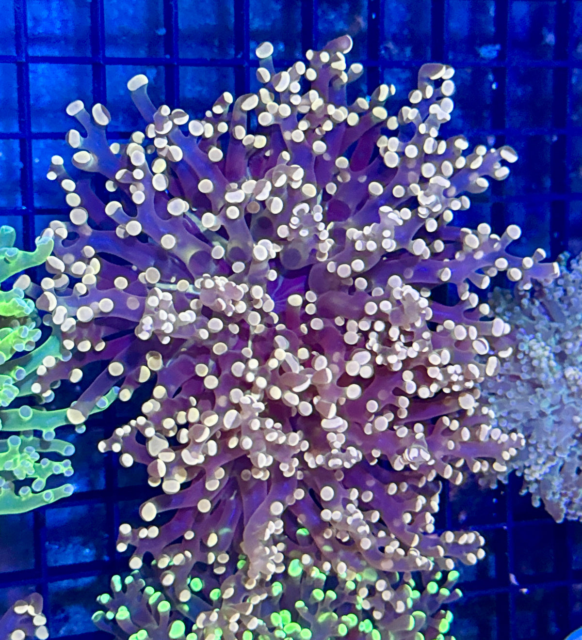 Peach Frogspawn Branching