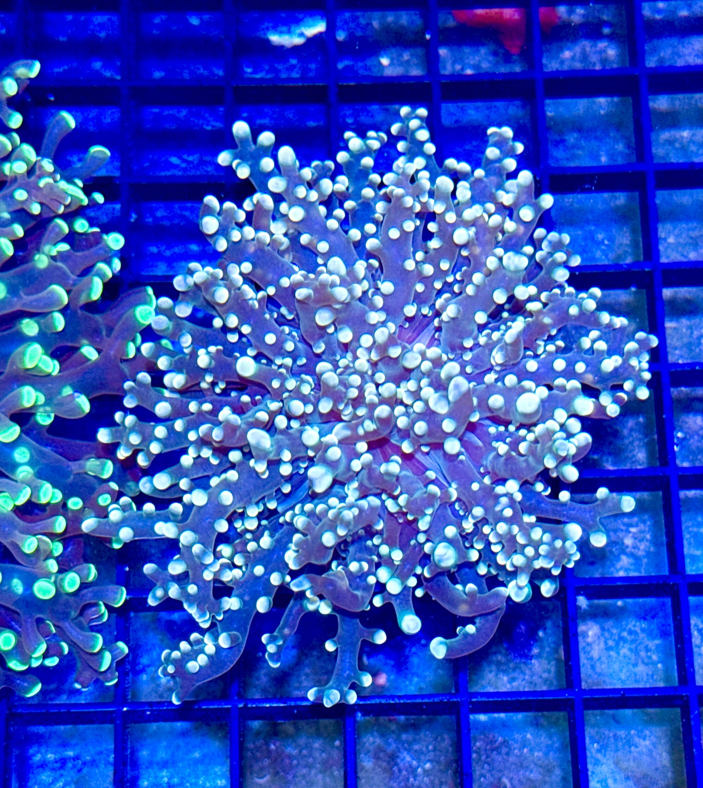 Branching Yellow Tipped Octospawn