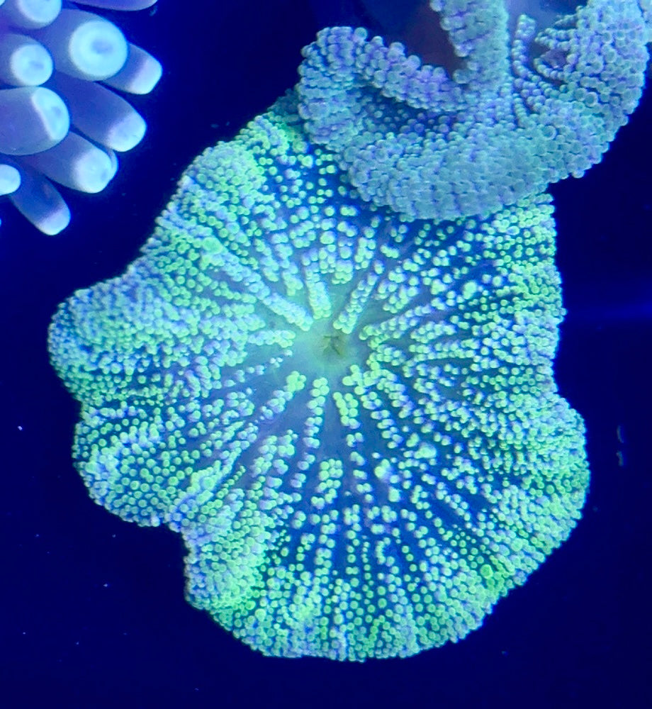 Haddoni Carpet Anemone 3-4”