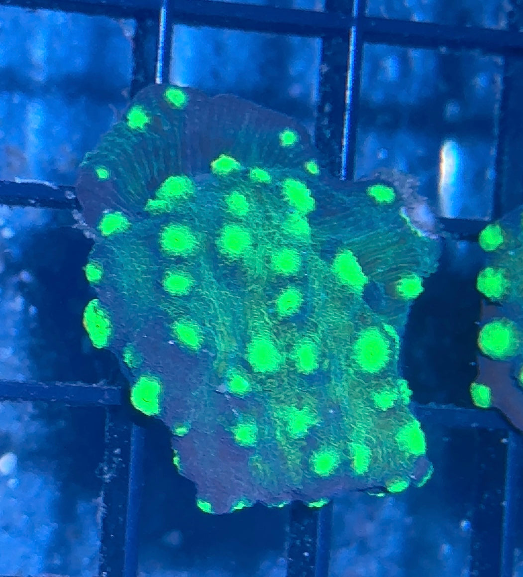 Hollywood Stunner Chalice Frag