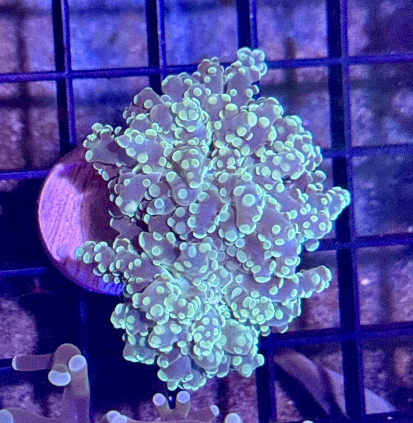 Green Octospawn Branching