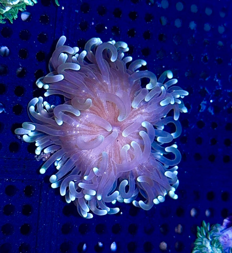 Long Tentacle Anemone