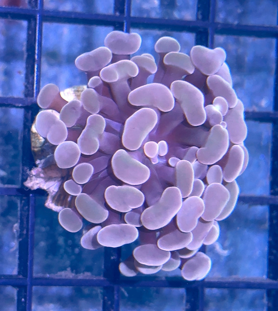 Peach Hammer