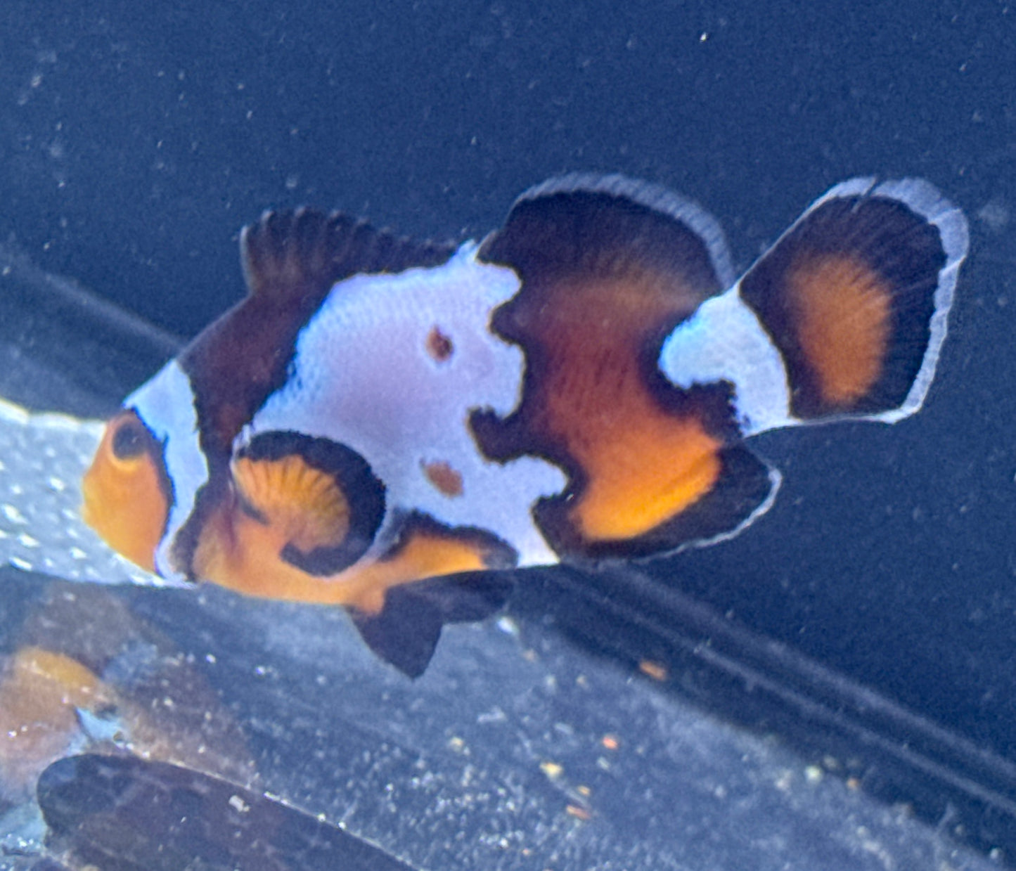 Snowflake Clown Rescue