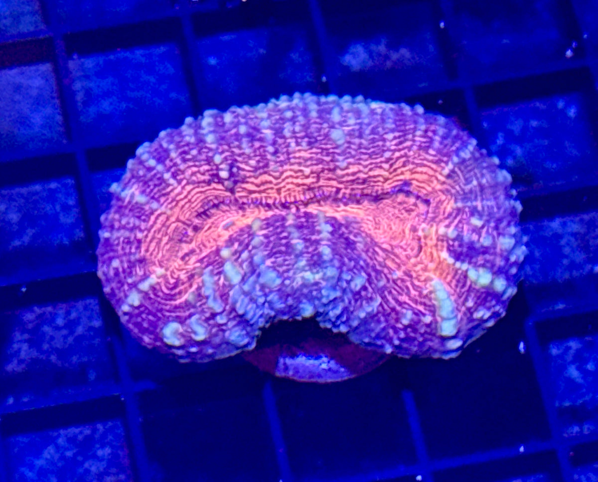 Lobo Frag