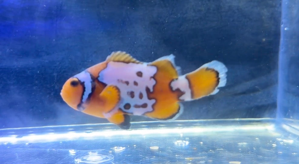 Bullet Hole Snowflake Clown (Rescue)