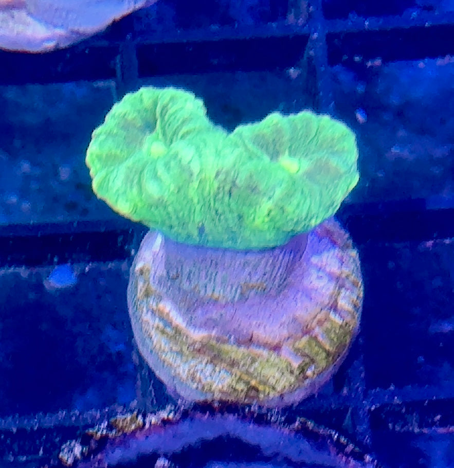 Candy Cane Frag