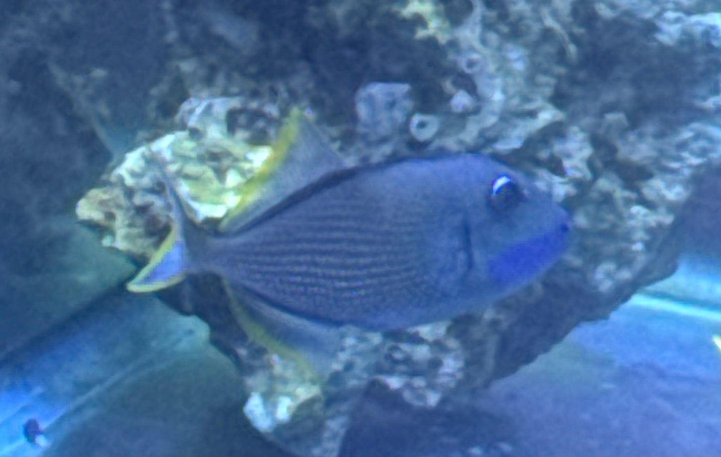 Male Bluejaw Trigger