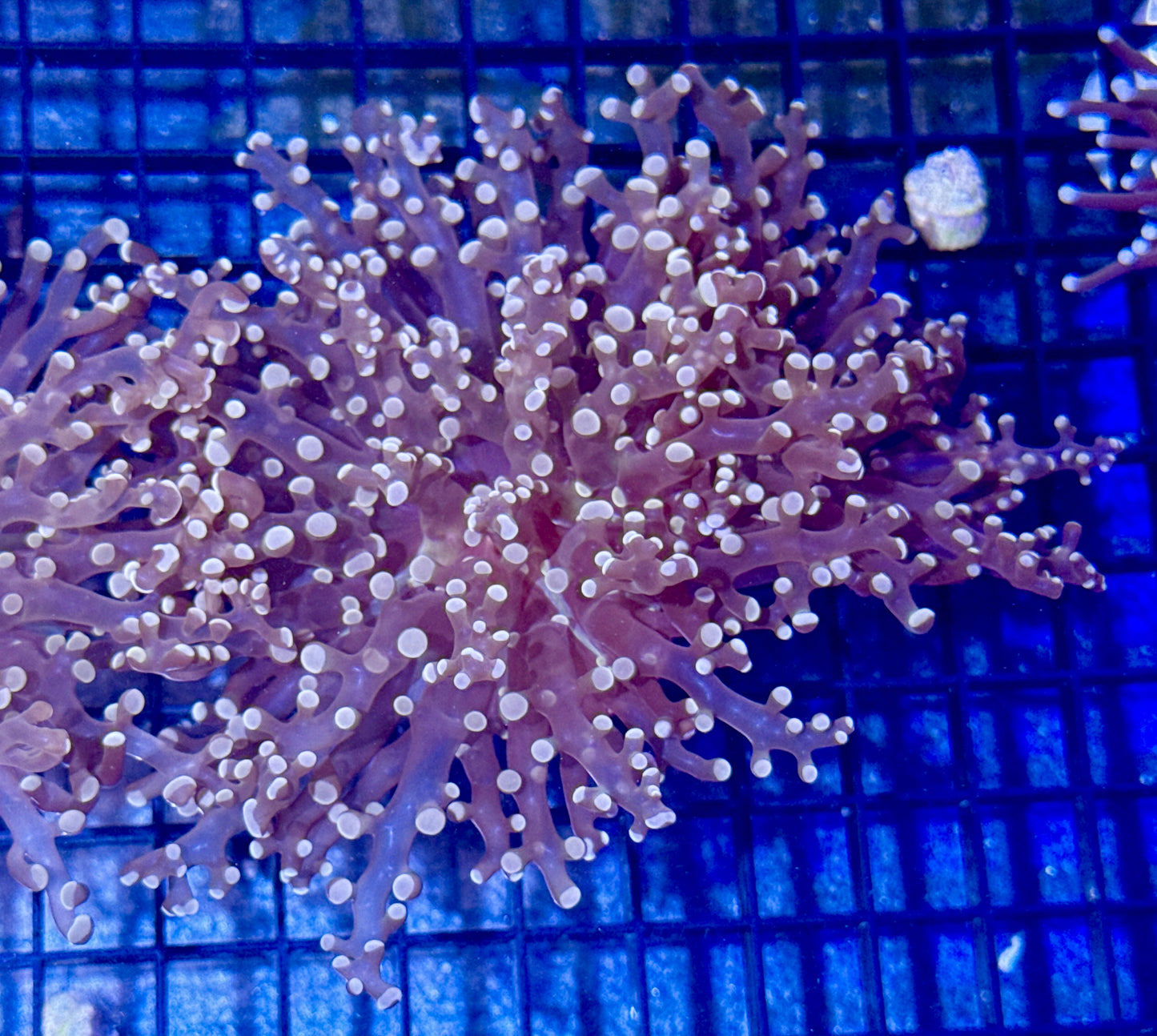 Branching Orange Frogspawn