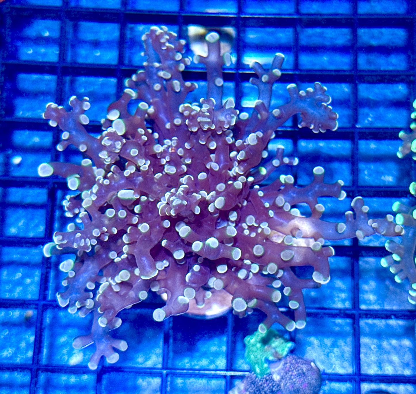 Orange/ Peach Branching Frogspawn