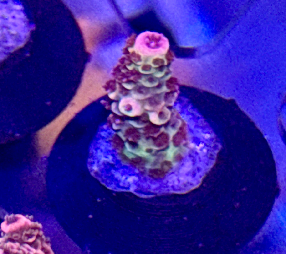 Acro Frag