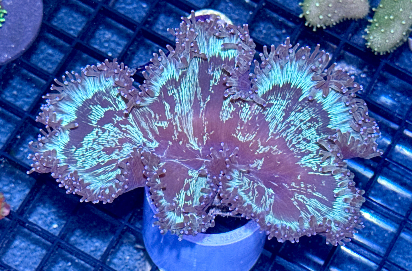 Elegance Coral