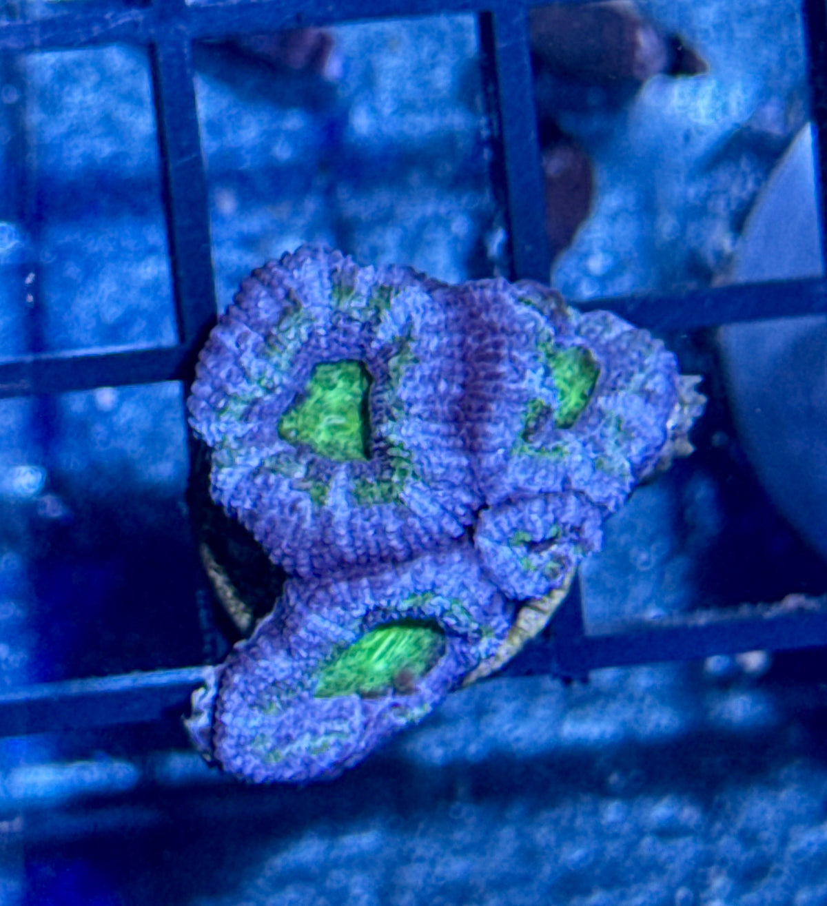 Acan Frag