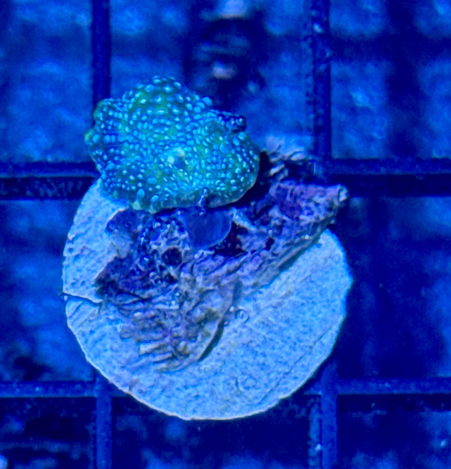 Disco Mushroom