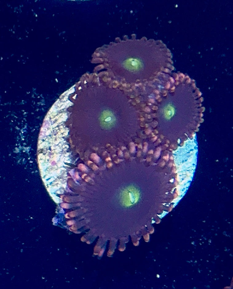 Zoa