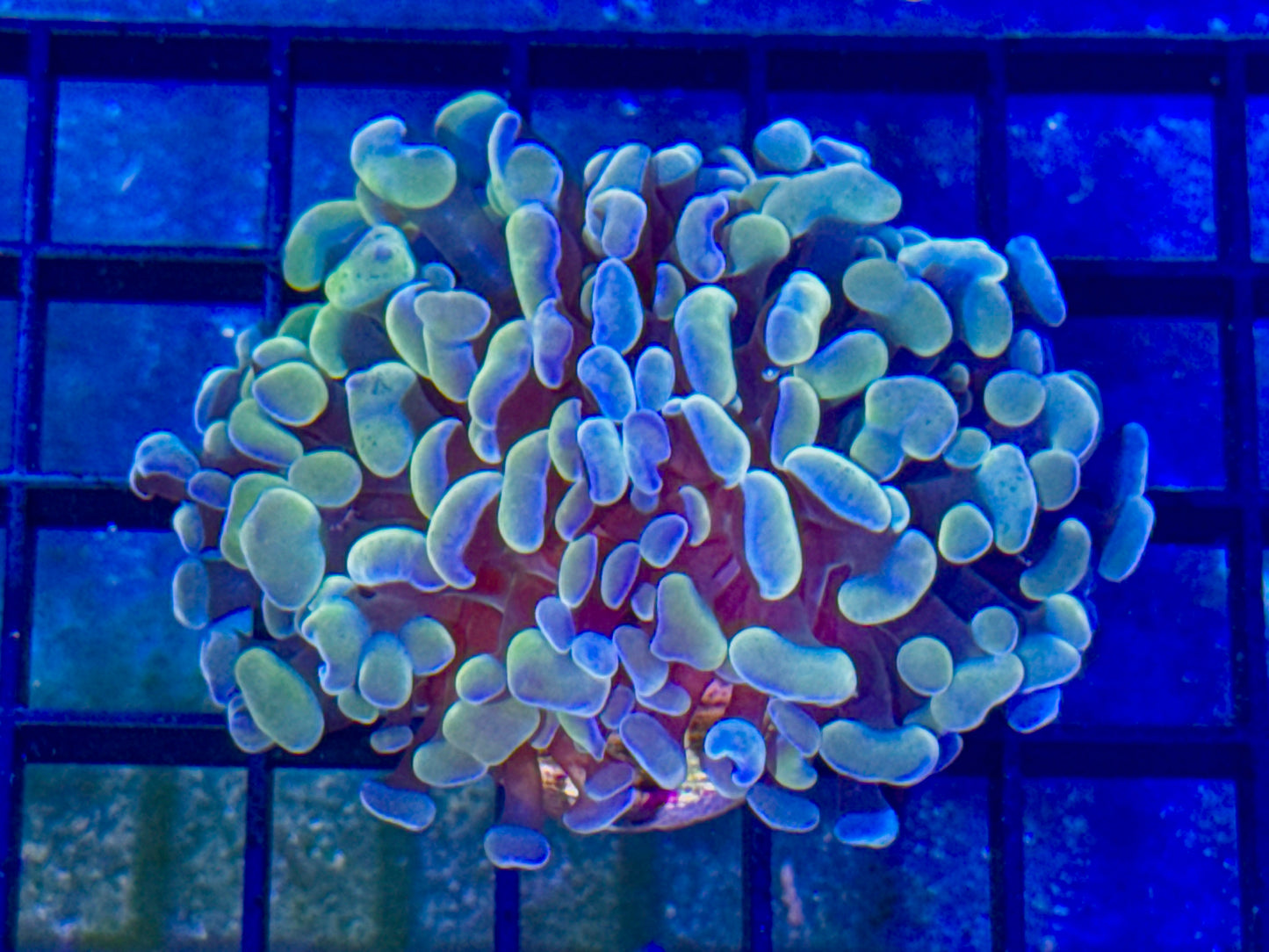Branching Gold/ Blue Hammer