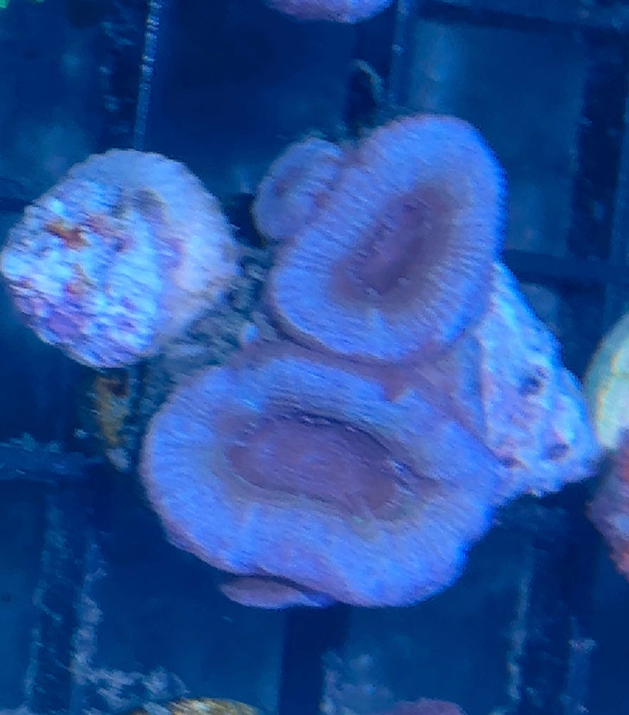 Acan Frag