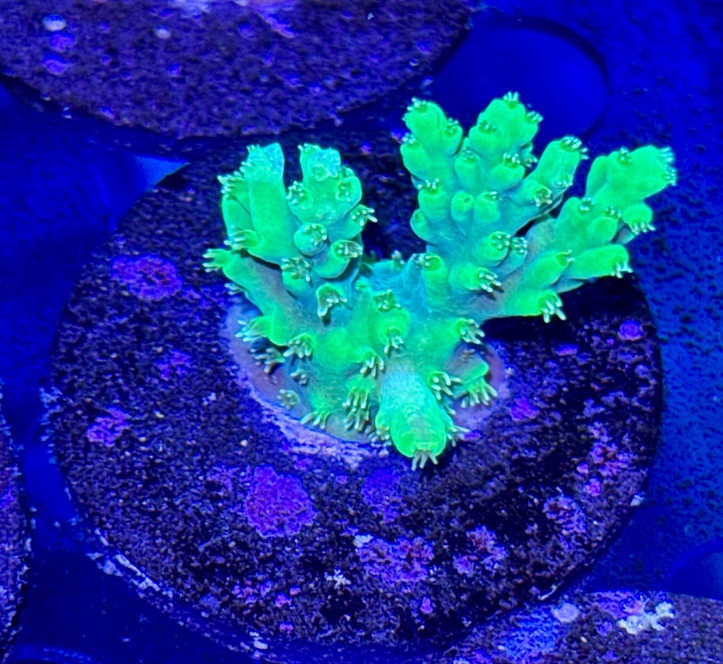 Acro Frag