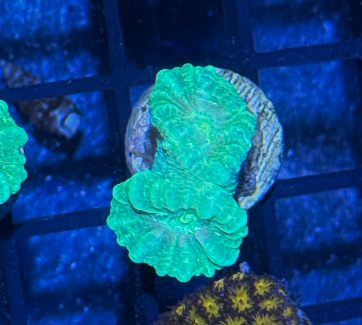 Candy Cane Frag