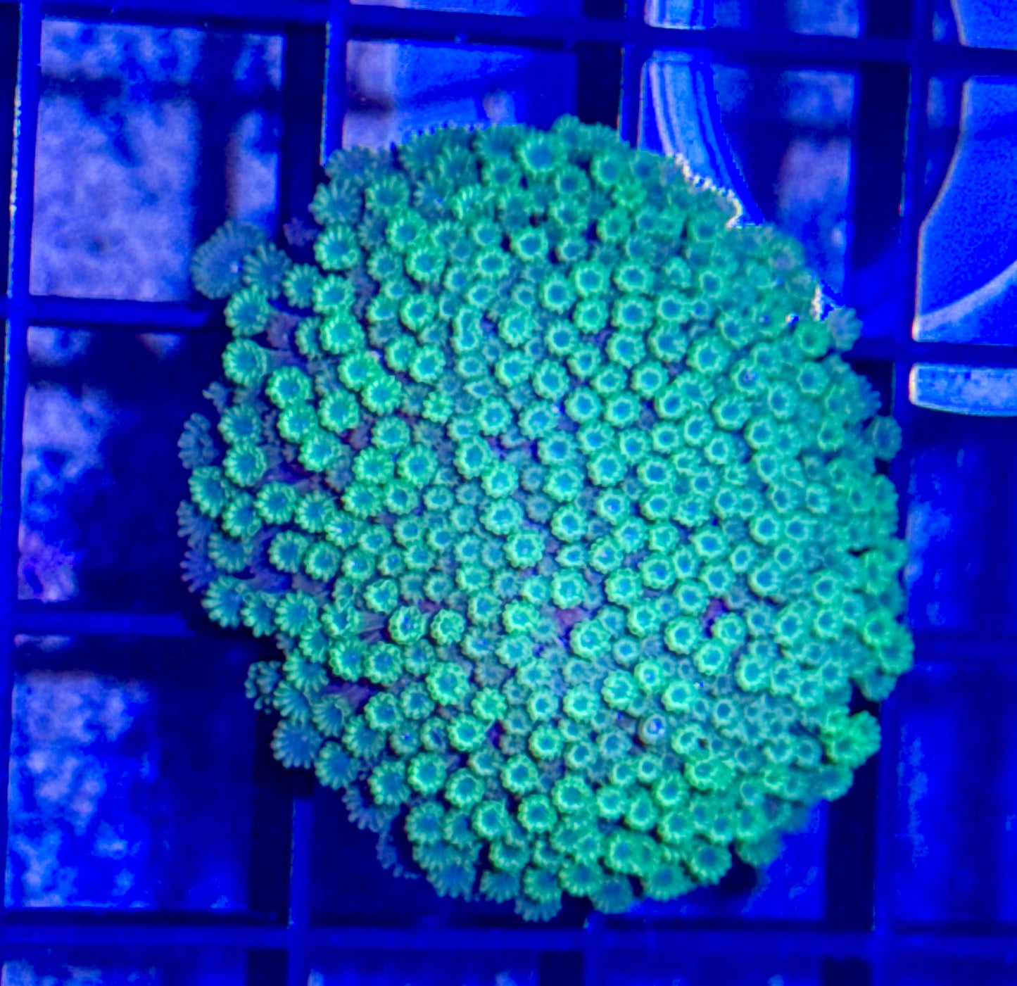 Micro Polyp Alevopora
