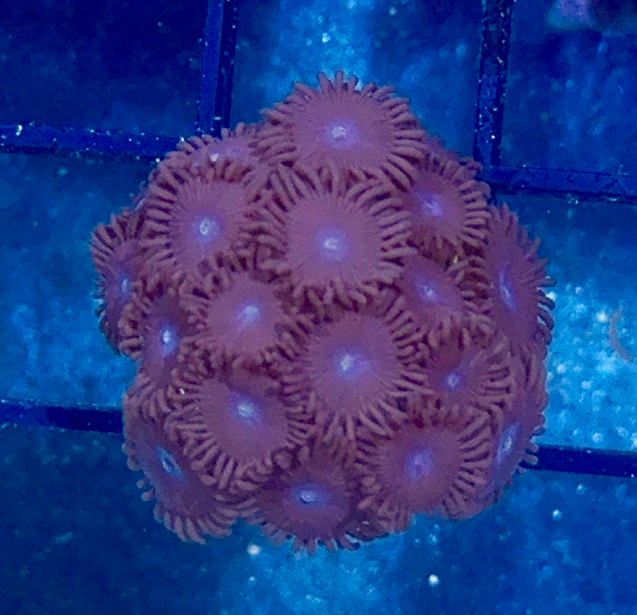 Zoa