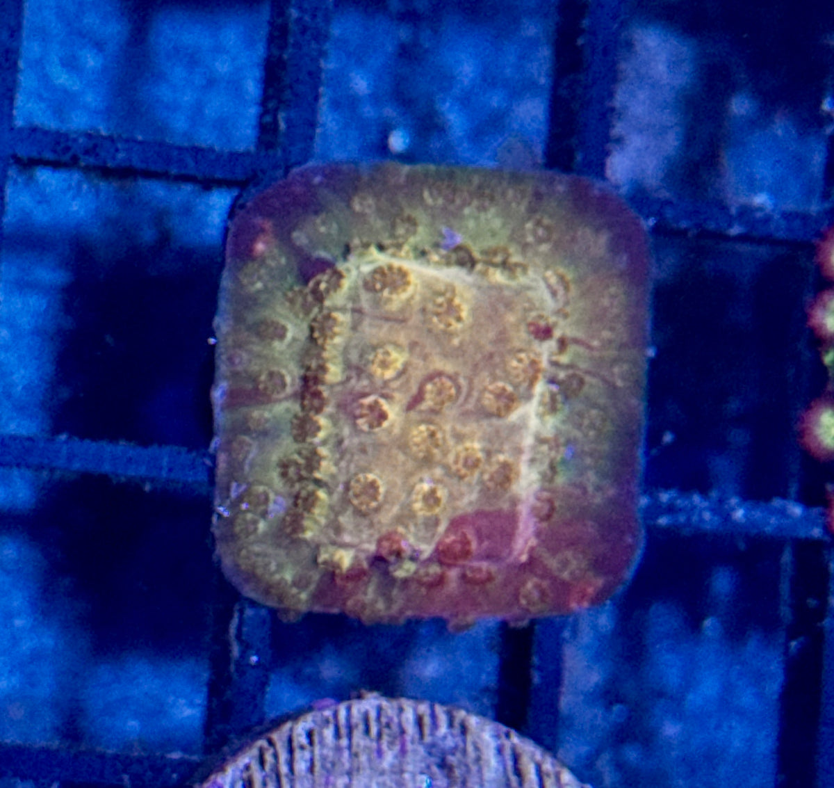 Burning Forest Cyphastrea Frag