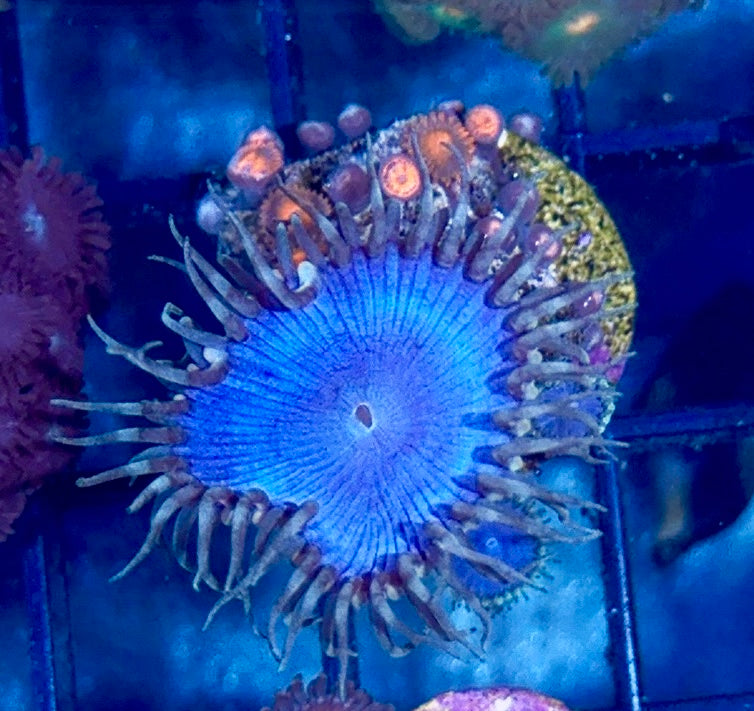 Zoa