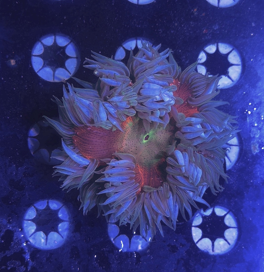 Rock Flower Anemone