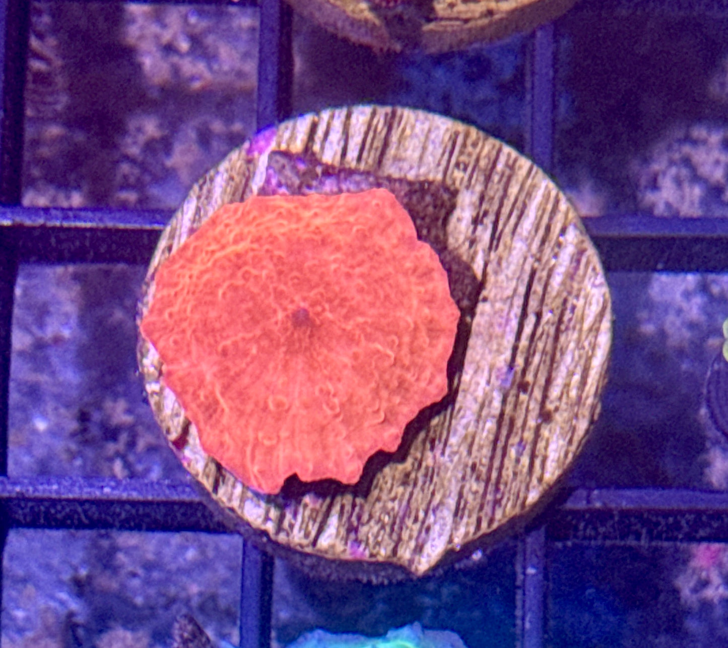 Red Disco Mushroom