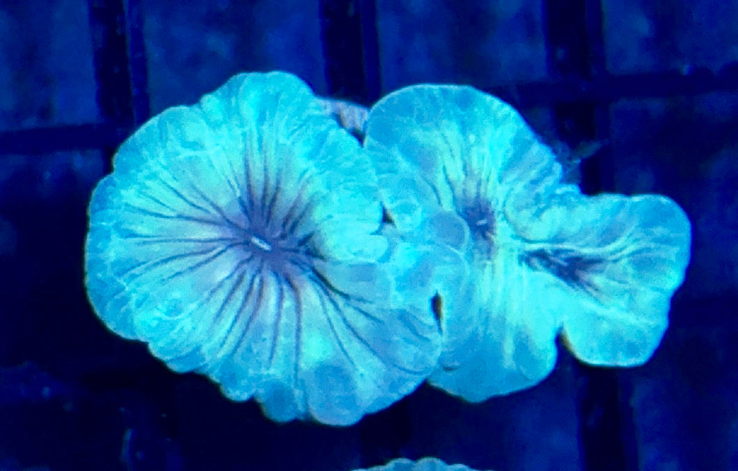Fox Coral Frag