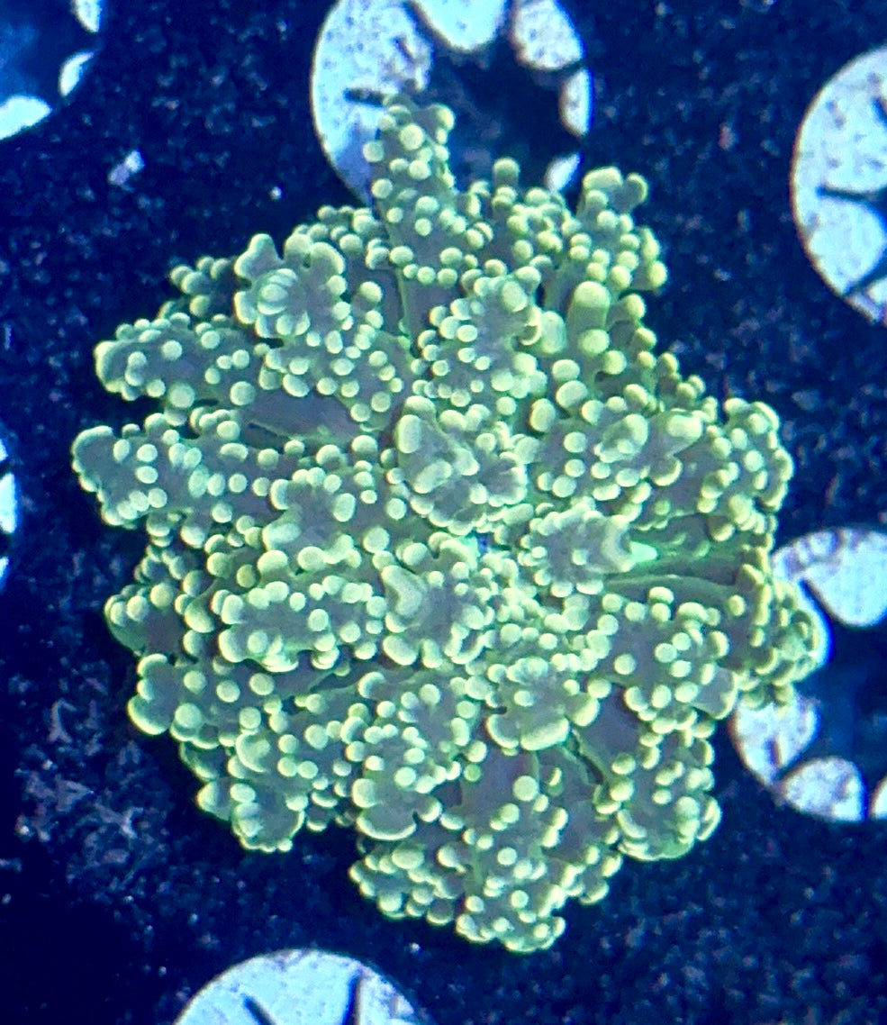 Octospawn