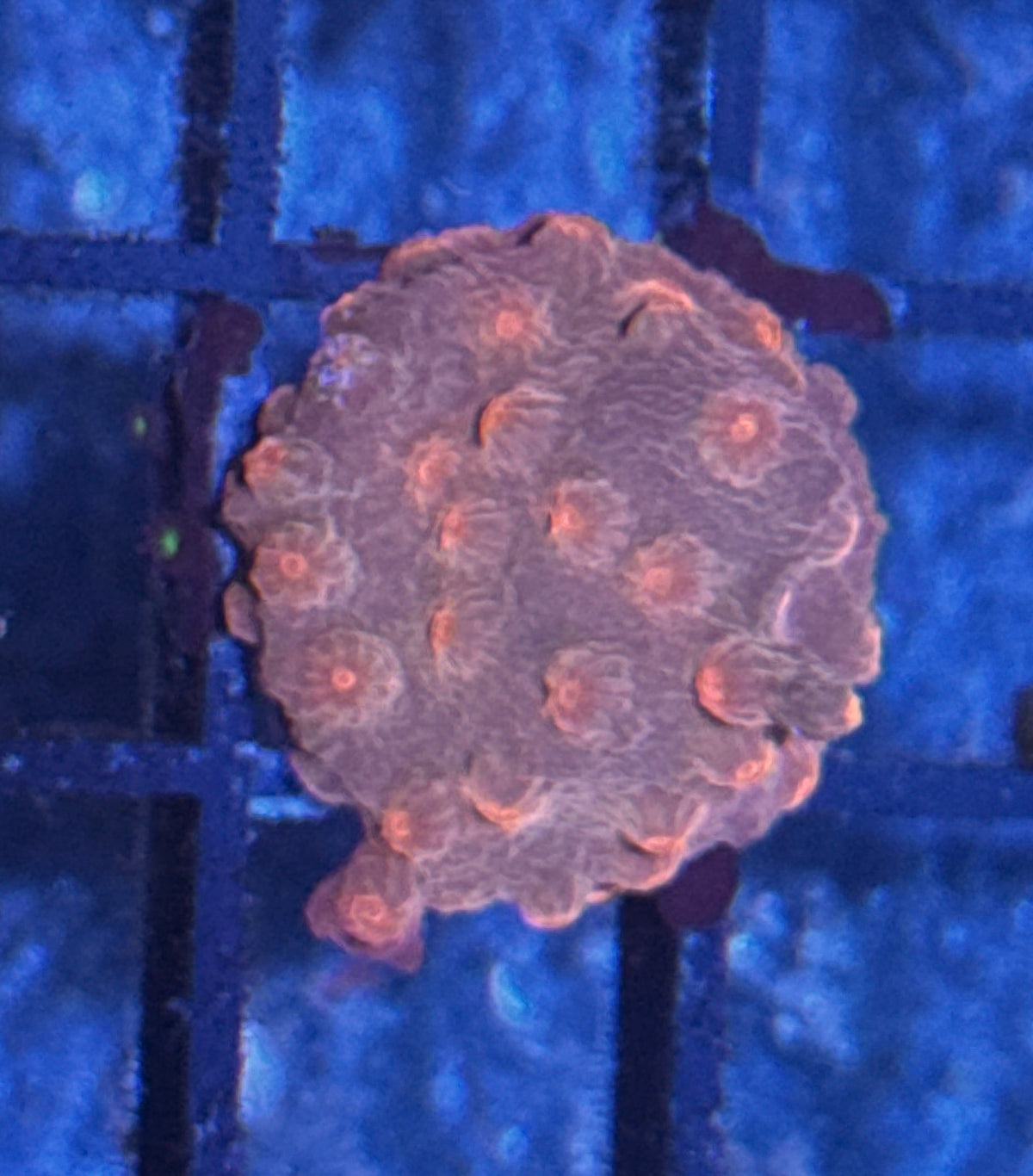 Cyphastrea Frag