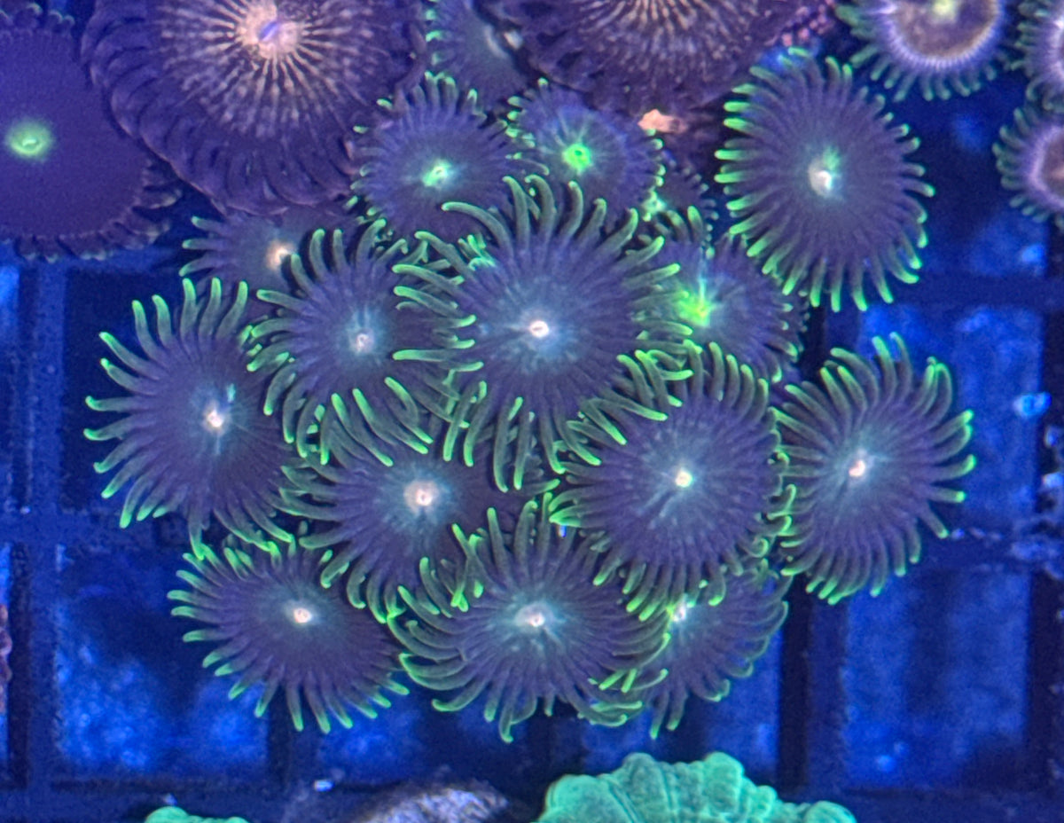 Zoa Frag