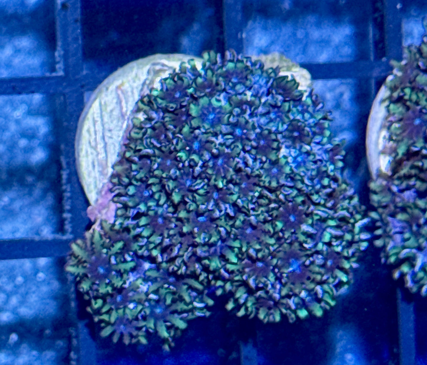 Blue Sympodium