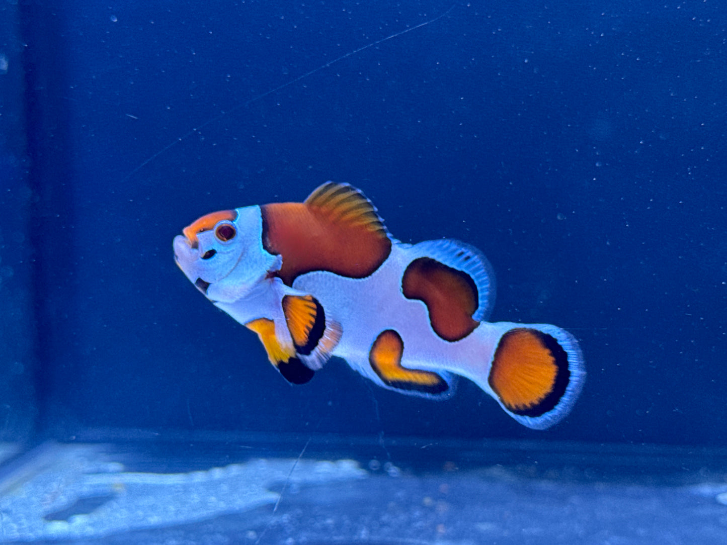 Storm Clown Rescue