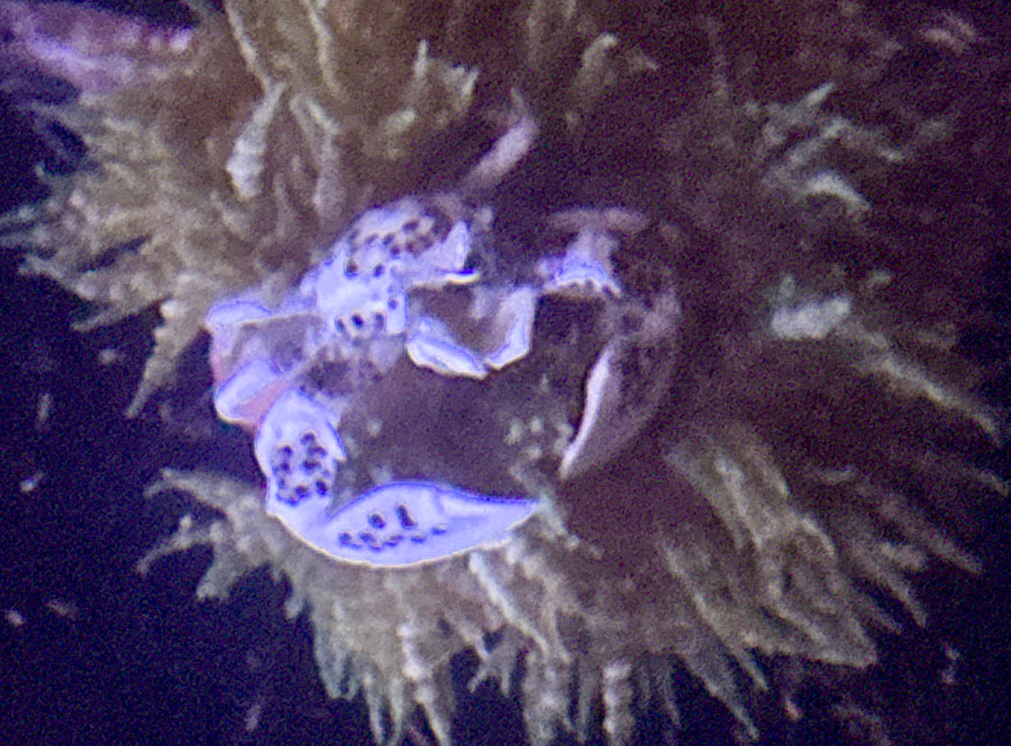 Anemone Crab