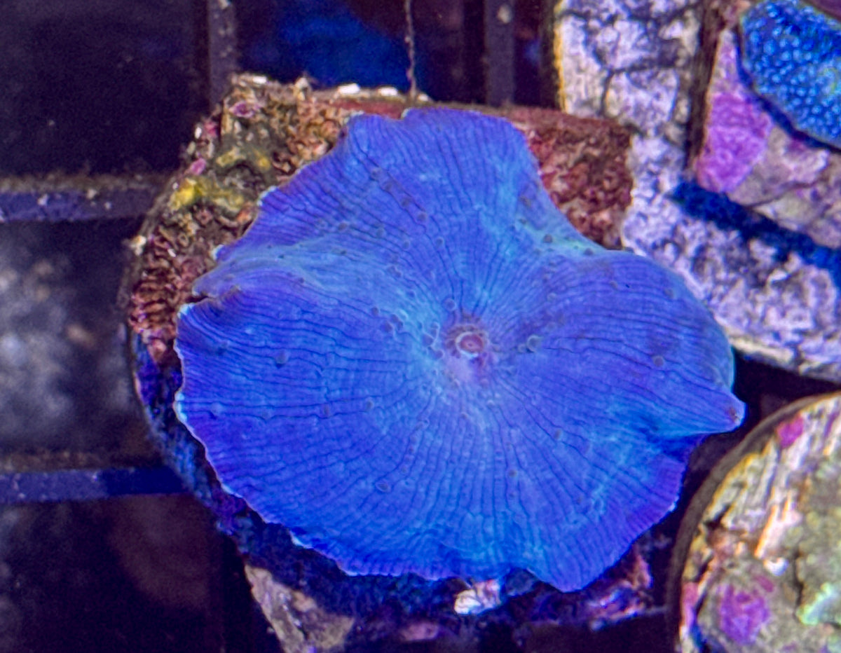 Blue Disco Mushroom