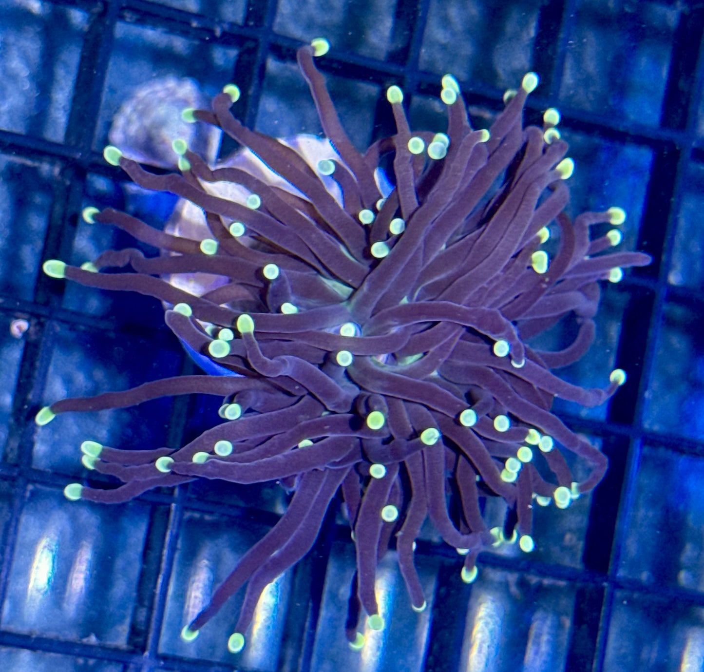 Torch Frag