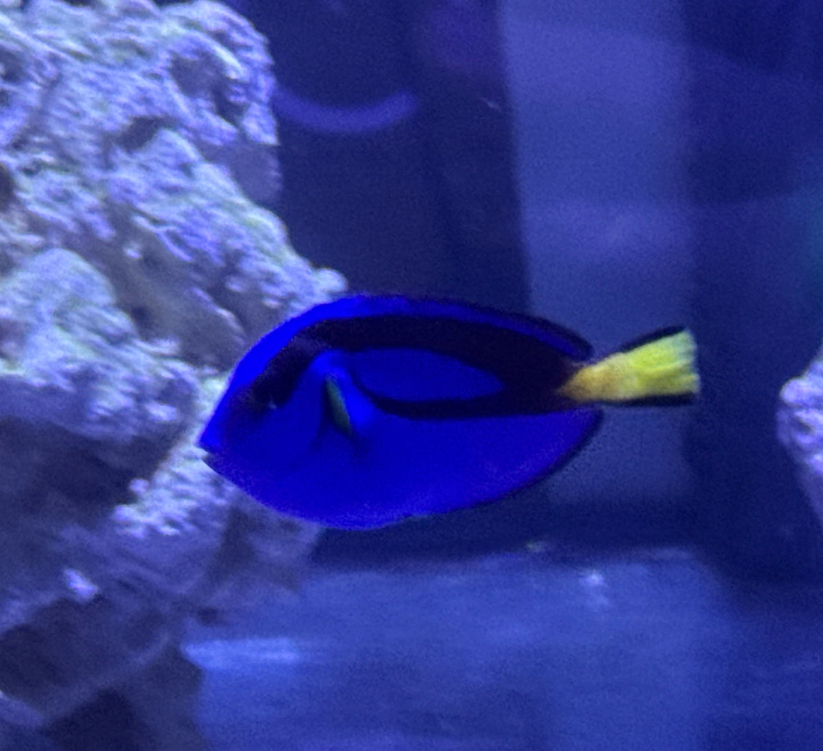 2.5” Blue Hippo Tang