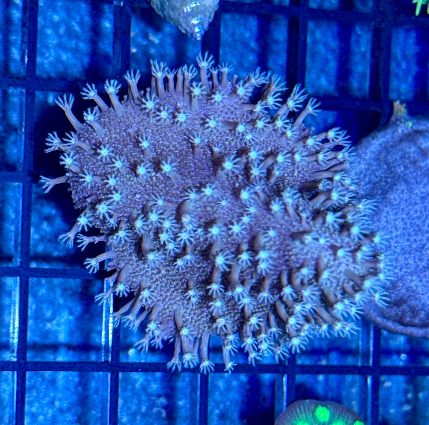 Toadstool Frag