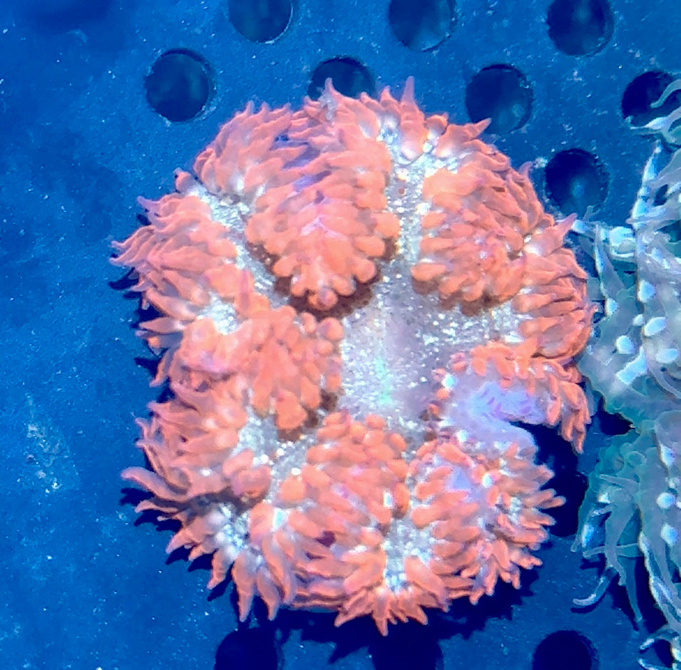 Rock Flower Anemone